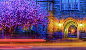 Heavily contrasted view of a building entrance and tree with blurred car lights out front.