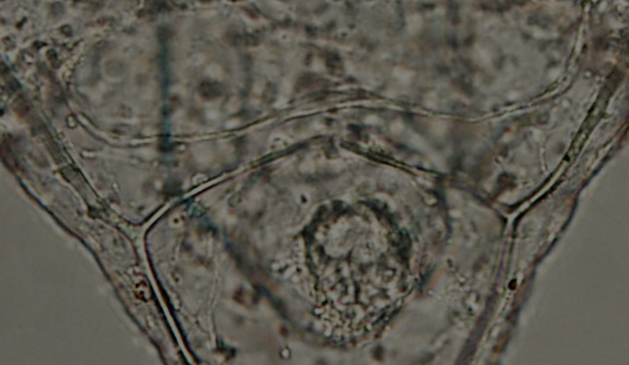 New book: Developmental Biology Laboratory: Experiments in Classical and Experimental Embryology