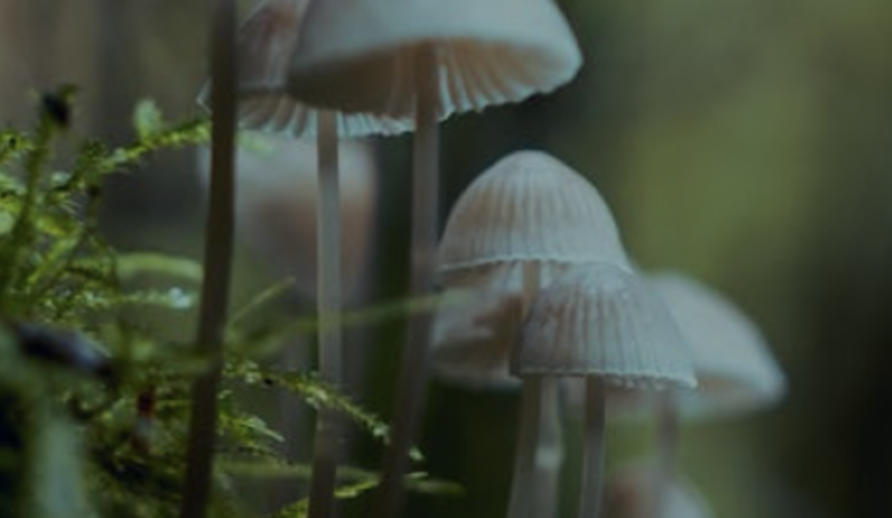 New book: Mycology Laboratory Manual